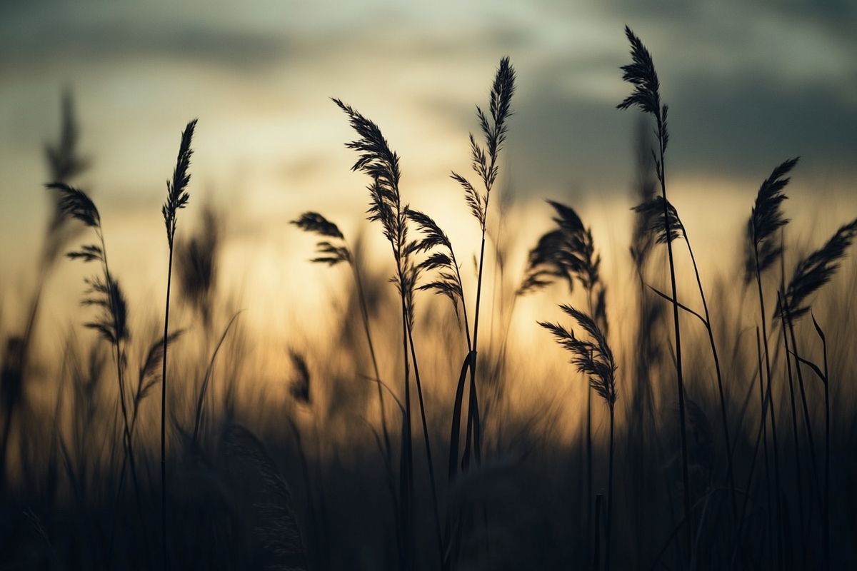 Comment l'effet psychologique du silence radio influence notre perception