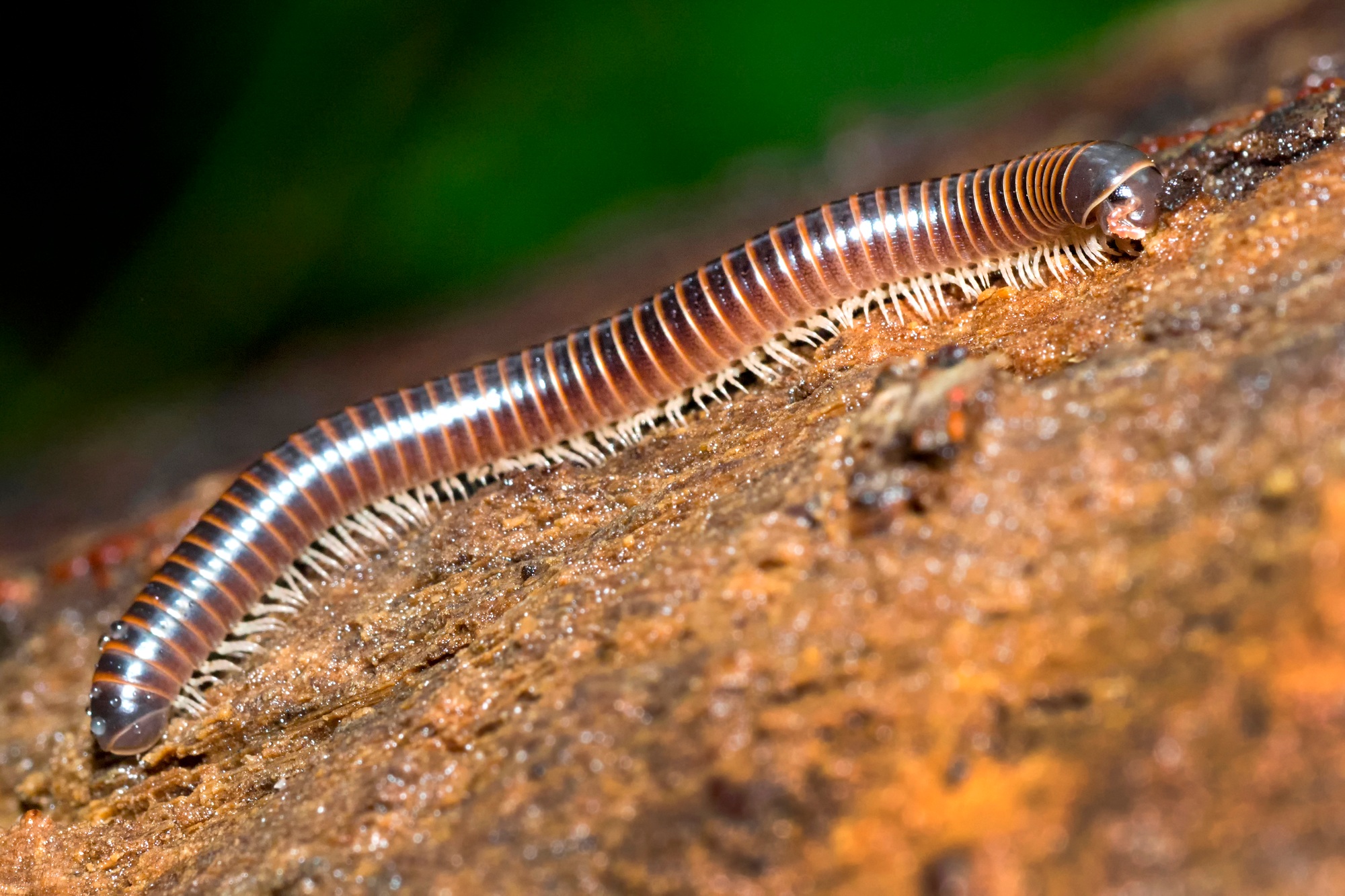 Millipede, Marino Ballena National Park, Costa Rica