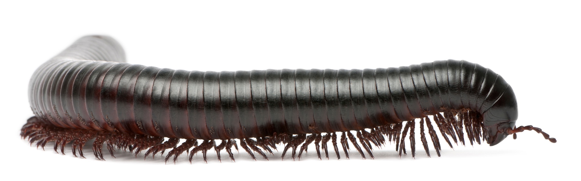 Millipede, Myriapoda, Spirostreptus giganteus, in front of white background